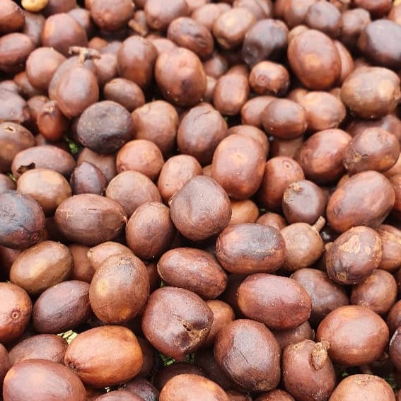 Rwanda Rugali Anaerobic Natural(24/25年クロップ) | ORIGIN